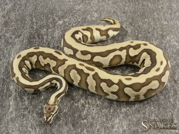 1.0 Lesser Leopard Spotnose het Clown 2020