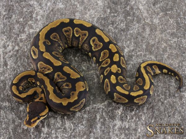 0.1 Wookie Yellow Belly / Gravel het Hypo 50% het Clown 2021