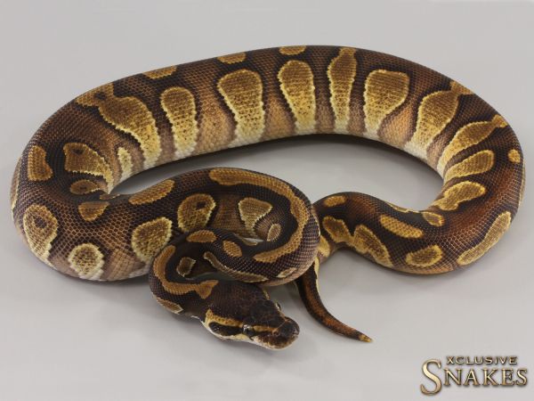 0.1 Enchi Black Head double het Lavender Piebald 2023