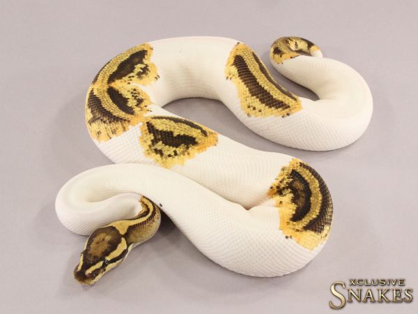 1.0 Fire Orange Dream Piebald 50% het Axanthic 2021 (750g @12.2022)