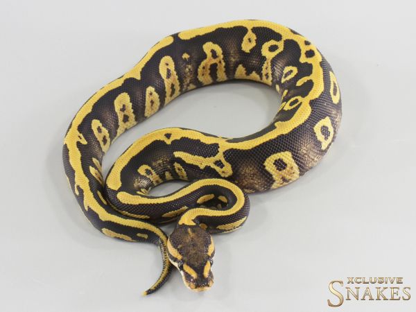 0.1 Wookie Confusion Desert Ghost het Clown 2026