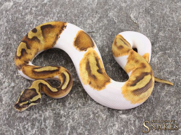 0.1 Enchi Vanilla Piebald 2021