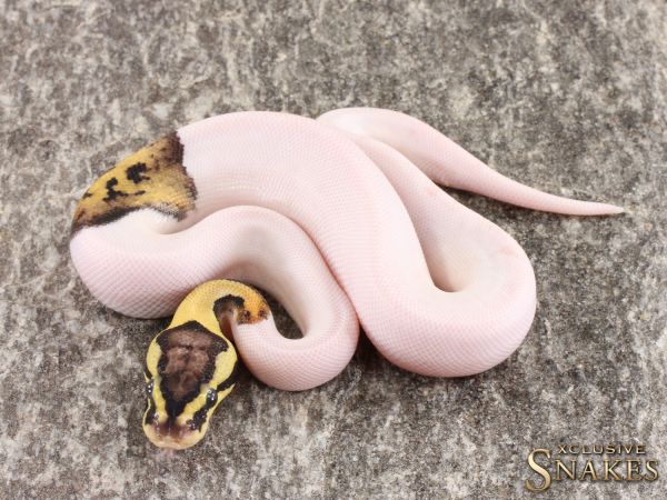 1.0 Pastel Piebald het Desert Ghost 2022