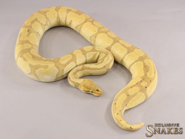 0.1 Banana Enchi 2015 (2500g, Follicle 14mm @01/2023)