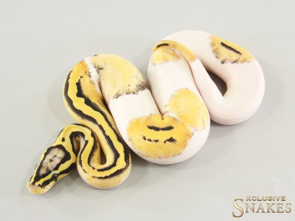 1.0 Pastel Desert Ghost Piebald het Clown 2025