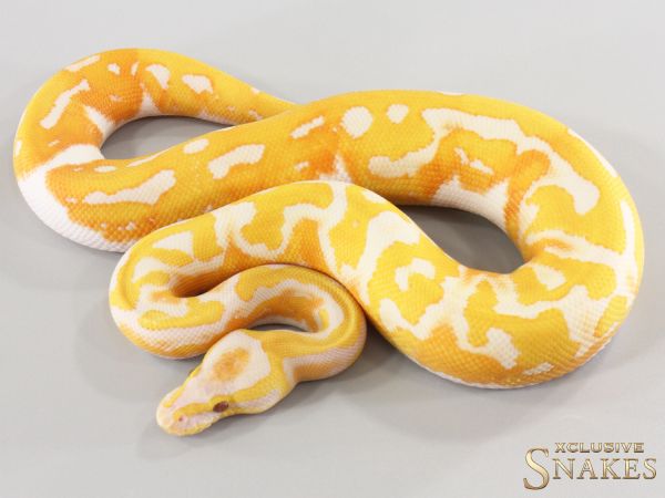 1.0 Dreamsicle (pos Leopard) 2026