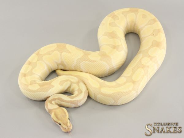 0.1 Banana Enchi Desert Ghost het Cryptic 2021