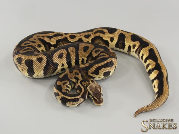 1.0 Pastel Leopard triple het Ultramel Cryptic Desert Ghost 2021