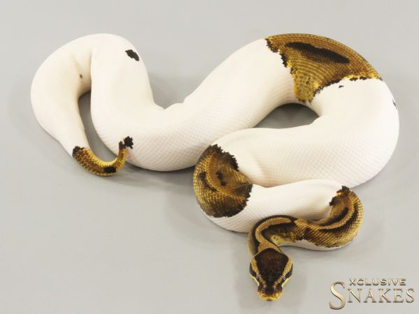 0.1 Pastel Piebald het Desert Ghost 2022 (890g @03/2024)