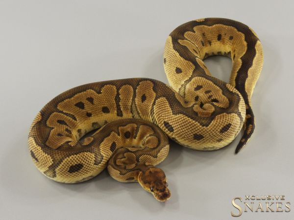 0.1 Clown het Lavender Albino 50% het Piebald 2022 (1080g @03/2024)