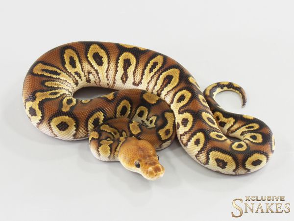 1.0 Cypress Clown het Hypo 2026