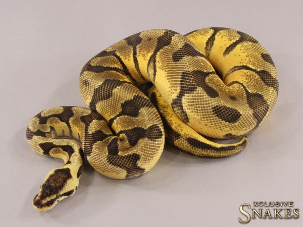 0.1 Pastel Special Enchi het Desert Ghost 2021 (1160g @4/2023)