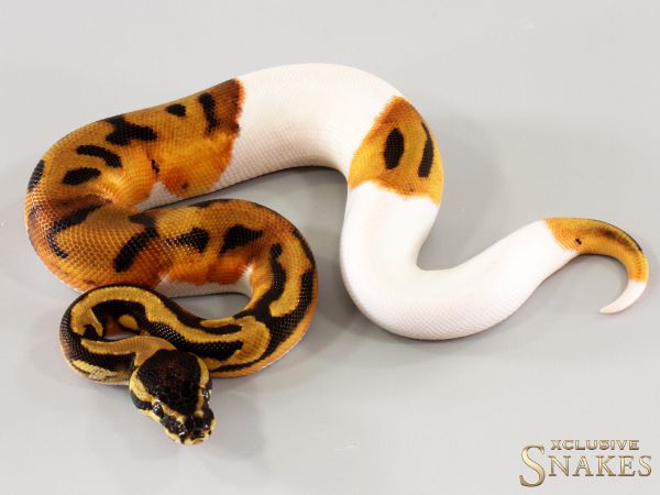 1.0 Orange Dream Piebald het Desert Ghost 2025