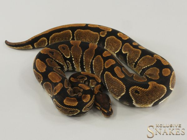 0.1 Super NR Mandarin 2022 (1,6kg 05/2026)