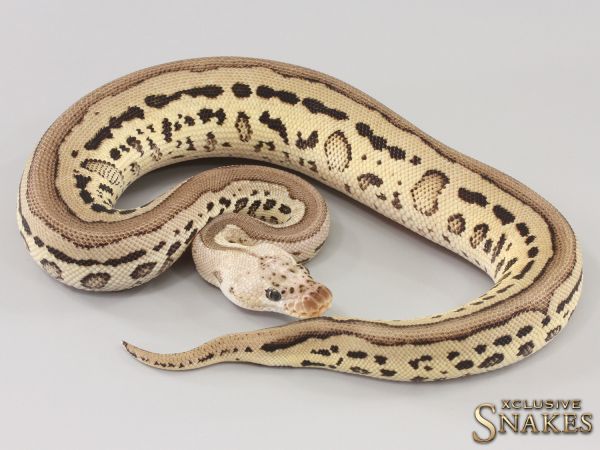 0.1 Pastel Het Red Axanthic Leopard Clown het Hypo 2023