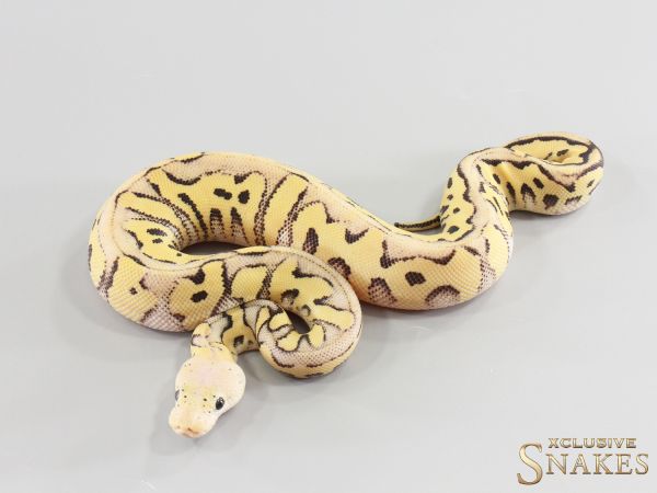 0.1 Pastel (Red Stripe) Desert Ghost Clown 2026