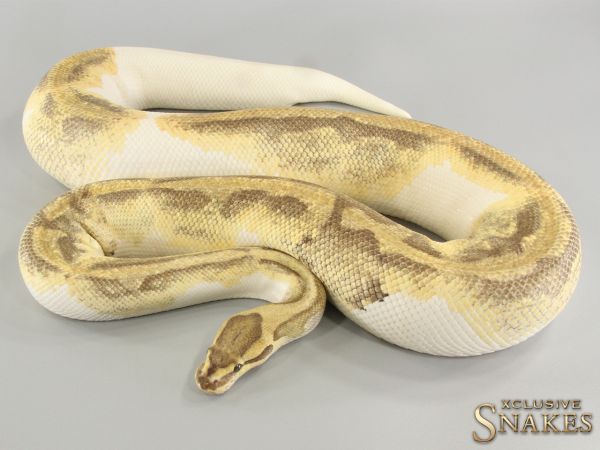 0.1 Enchi Fire Piebald 2013