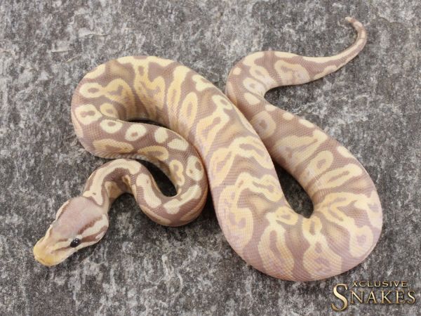 0.1 Pastel Banana GHI Desert Ghost 2021