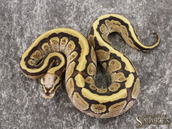 0.1 Super Vanilla pos Yellow Belly het Clown 2021