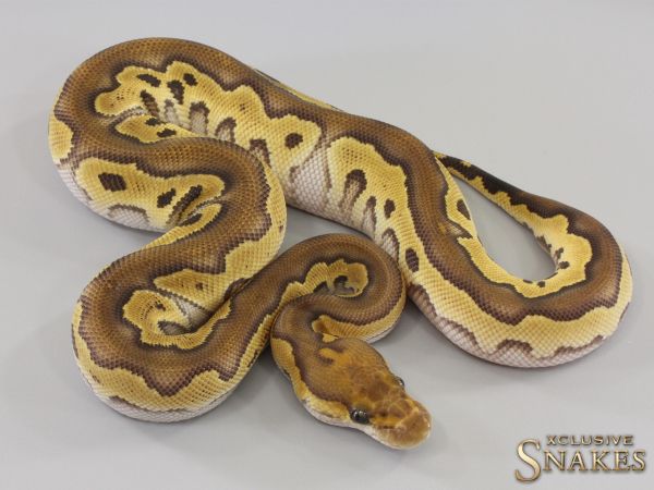 0.1 Mojave Clown het ReCo 2023