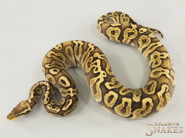 1.0 Pastel Special GHI double het Black Axanthic Clown 2023