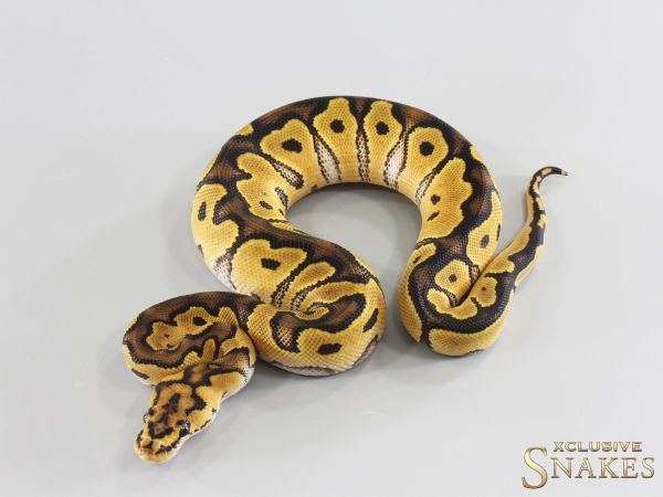 0.1 Lace Clown het Piebald 2026