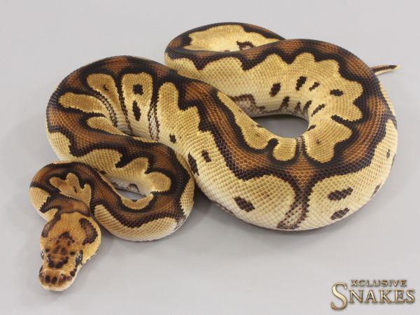 0.1 Orange Dream Clown het Piebald 2023