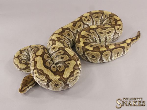 0.1 Hidden Gene Woma Special het Clown 2018