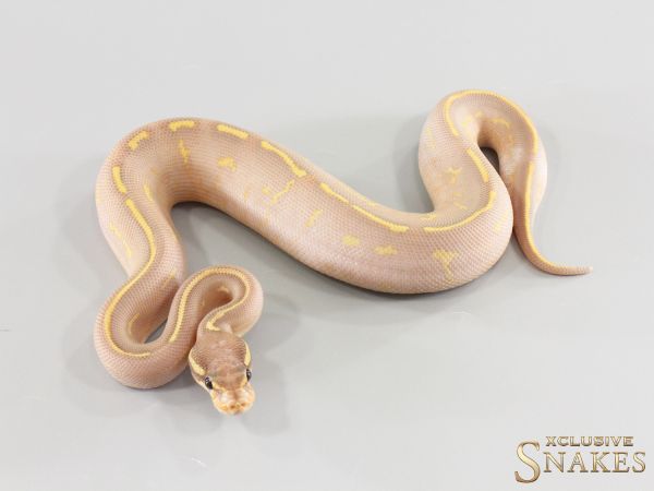 0.1 Super Gravel Black Head Banana 2026