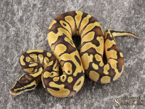 1.0 Pastel Special Enchi het Piebald 2021