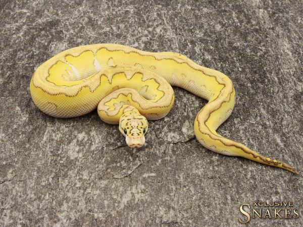 1.0 Pastel Lesser Clown het Hypo 2019