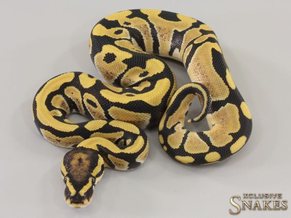 1.0 Desert Ghost double het Hypo Clown 2023