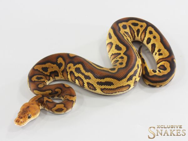 1.0 Cypress Leopard Clown het Ultramel (A) 2026