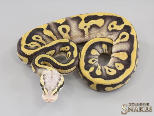 0.1 Pastave Leopard Desert Ghost het Clown 2023