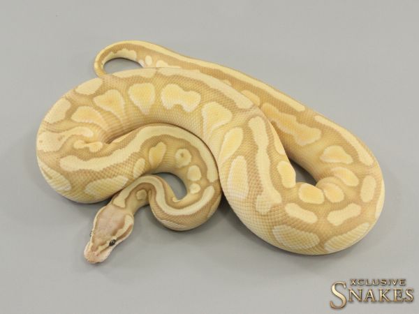 1.0 Coral Glow Pastel Butter het Clown 2022 (Female Maker)