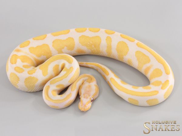 1.0 Yellow Belly pos Copper Lavender het Piebald 2023