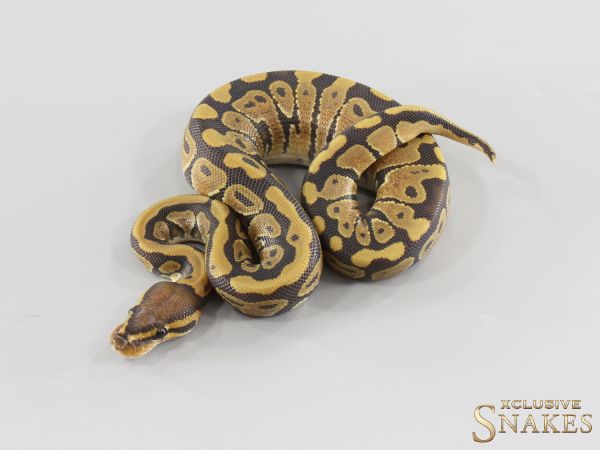 1.0 Hypo double het Desert Ghost Clown 2026