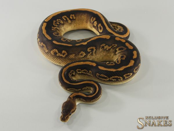 1.0 Black Pastel Wookie double het Clown Piebald 2022