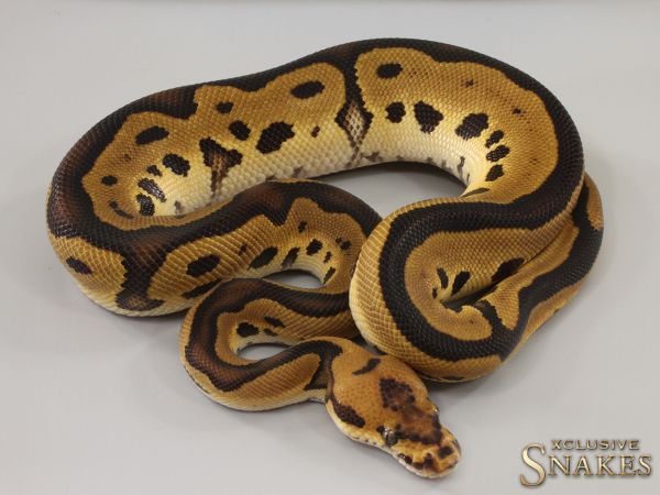 1.0 Leopard Clown double het Lavender Piebald 2023