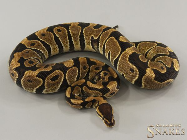 0.1 Double het Lavender Albino Clown 2022 (1030g @03/2024)