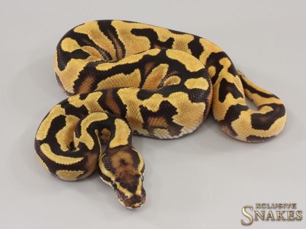 1.0 Fire Orange Dream Yellow Belly double het Clown Piebald 2023