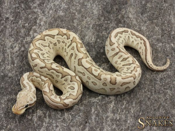 0.1 Pastel Leopard Bamboo het Clown pos het Piebald 2021