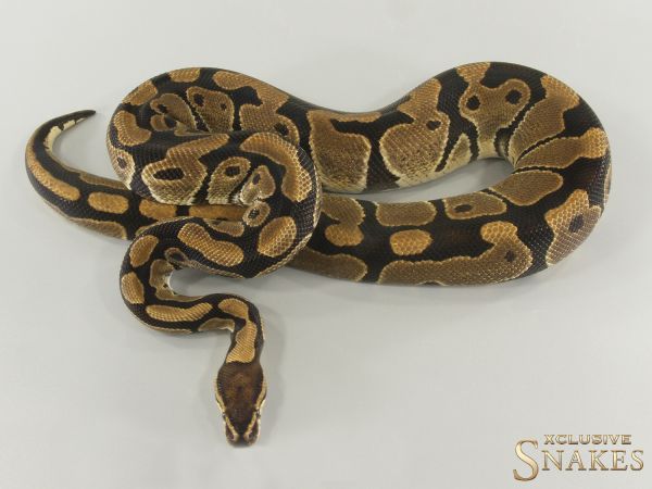 0.1 Triple het Hypo Desert Ghost Clown 2019