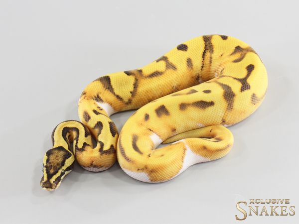 1.0 Enchi Desert Ghost Piebald 2026