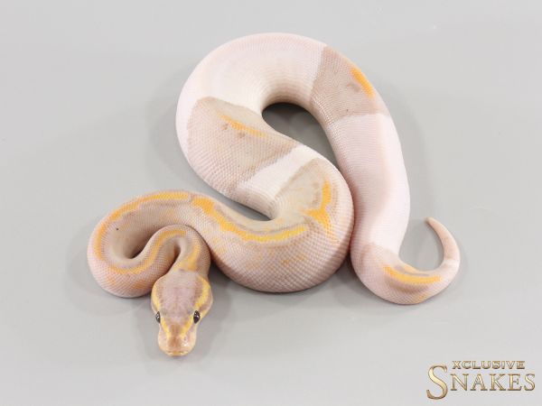 1.0 Copper Banana Piebald (FMaker) 2026