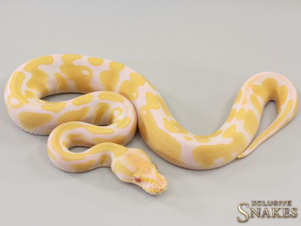 0.1 Candy double het Clown Piebald 2023