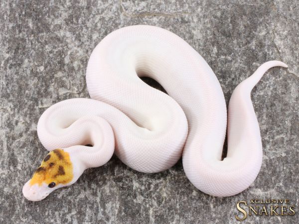 0.1 Fire pos Enchi Special Piebald 2021