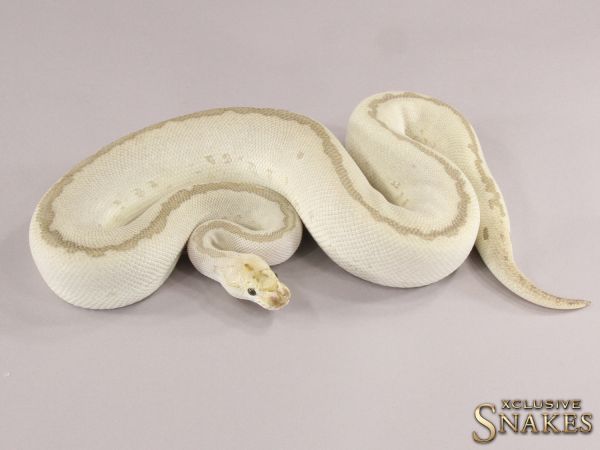 0.1 Bamboo Leopard Clown pos het Piebald 2021 (1840g @03/2024)