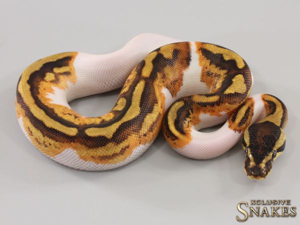 1.0 Enchi Yellow Belly pos Vanilla Piebald 2023