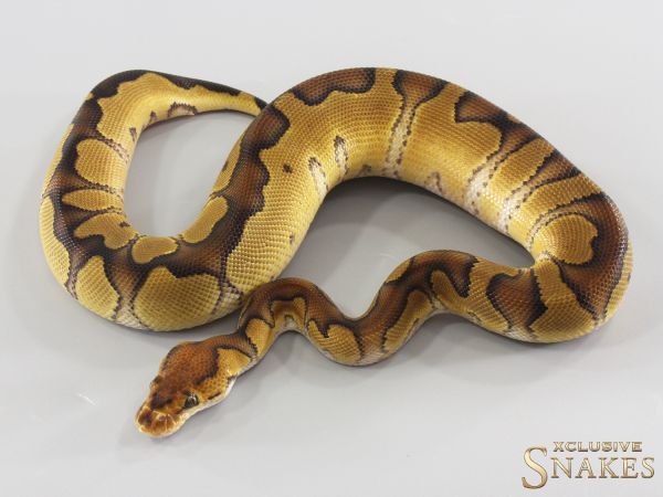 1.0 Enchi Wookie Clown double het Hypo Desert Ghost 2026